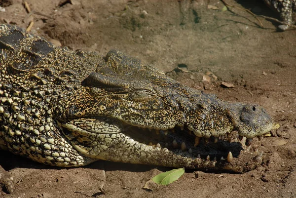 Coccodrillo Alligatore Animale Carnivoro — Foto Stock