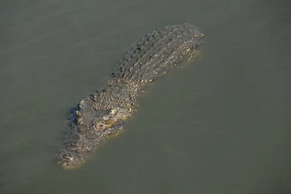 Крокодиловый Аллигатор Хищное Животное — стоковое фото