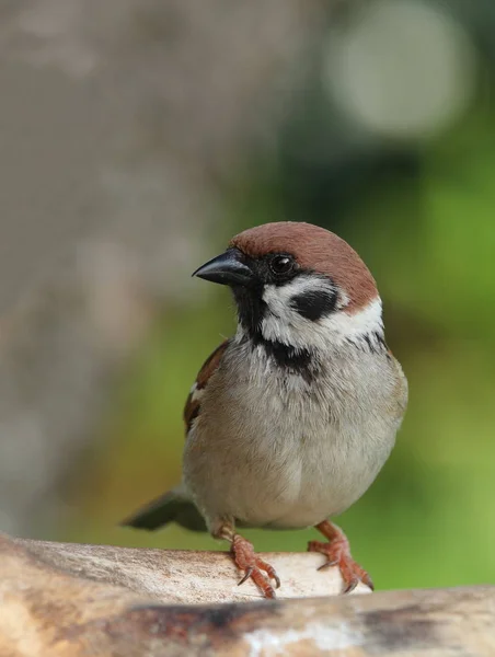 Veldmussen Zijn Ook Mooie Vogels 2006 — Stockfoto