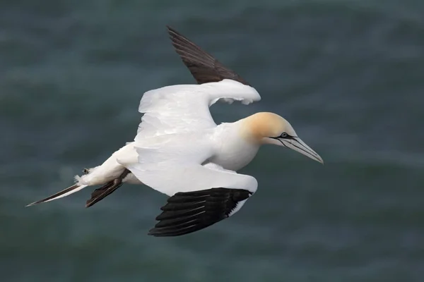 Basstölpel Morus Bassanus Flug Über Die Klippen Von Helgoland — Stockfoto