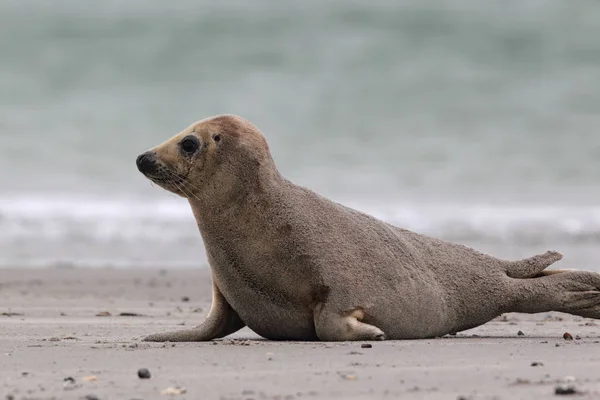 Gray Seal Halichoerus Grypus Beach Heligoland — Stock Photo, Image