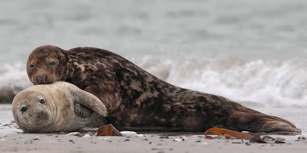 海利根海滩上的灰海豹 Halichoerus Grypus — 图库照片