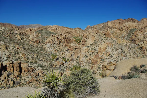 Yucca Pálmák Sziklák Joshua Nemzeti Park Kalifornia — Stock Fotó