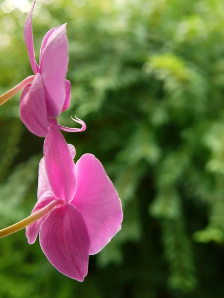 Botanik Bitkisi Orkide Çiçeği — Stok fotoğraf