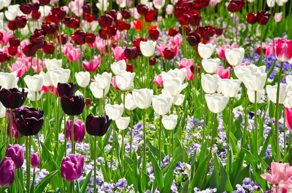 Tulipany Łąkowe Kwiaty Polne — Zdjęcie stockowe