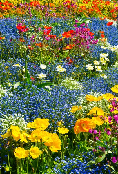 Close Beautiful Summer Flowers — Stock Photo, Image