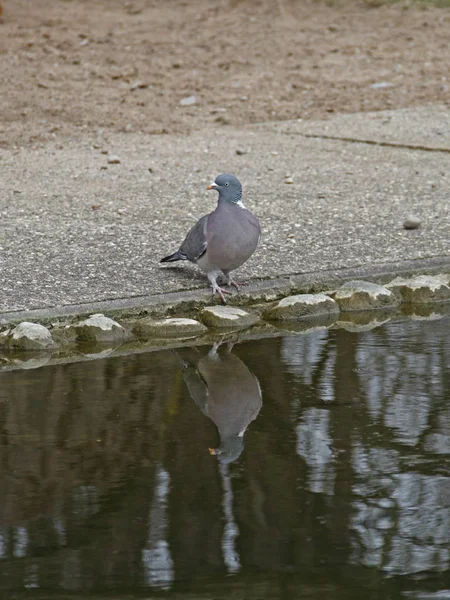 Vue Panoramique Bel Oiseau Nature — Photo