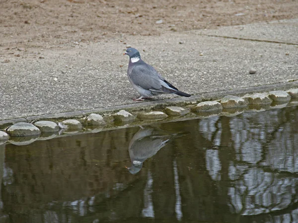 Pittoresker Vogel Themenschuss — Stockfoto