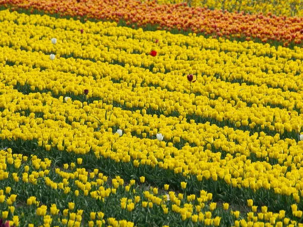 Piękne Wiosenne Tulipany Kwiaty Flora — Zdjęcie stockowe
