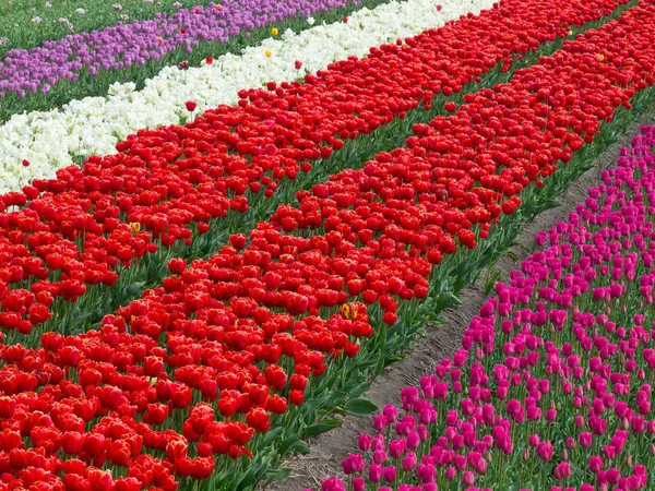 Primavera Bellissimi Fiori Tulipani Primaverili Flora — Foto Stock
