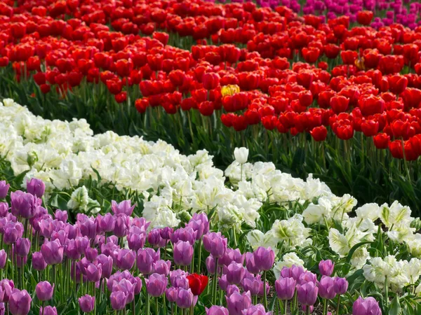 Fiori Tulipani Flora Primavera — Foto Stock