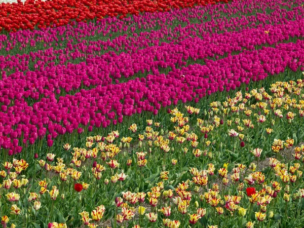 Тюльпаны Цветущие Цветы Природе Флора — стоковое фото