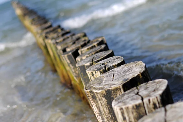 Ljumskar Det Baltiska Havet — Stockfoto