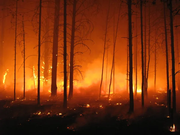 Katastrophe Mit Feuer Wald — Stockfoto