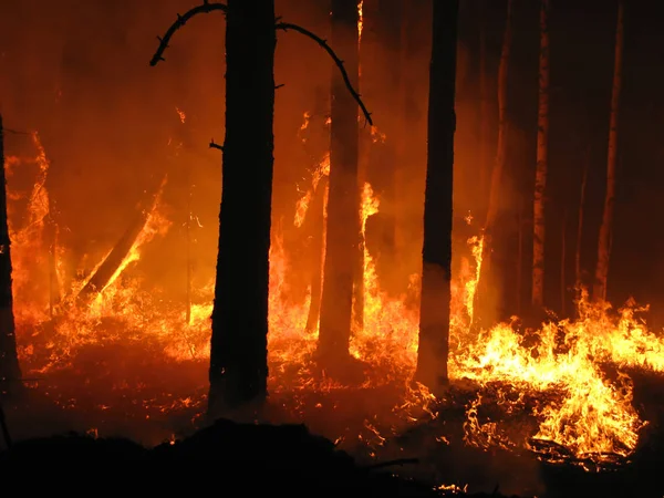 Inferno Floresta — Fotografia de Stock