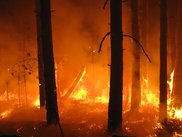Katasztrófa Tűzzel Erdőben — Stock Fotó