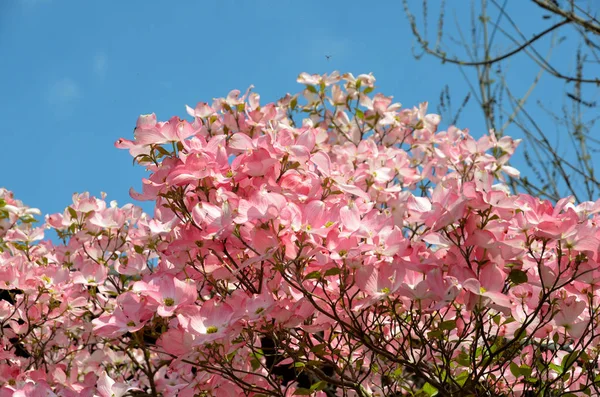 Ανθοφόρο Dogwood Ροζ Άνθη — Φωτογραφία Αρχείου