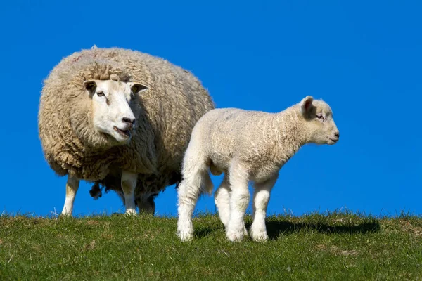 Jonge Dieren Selectieve Focus — Stockfoto