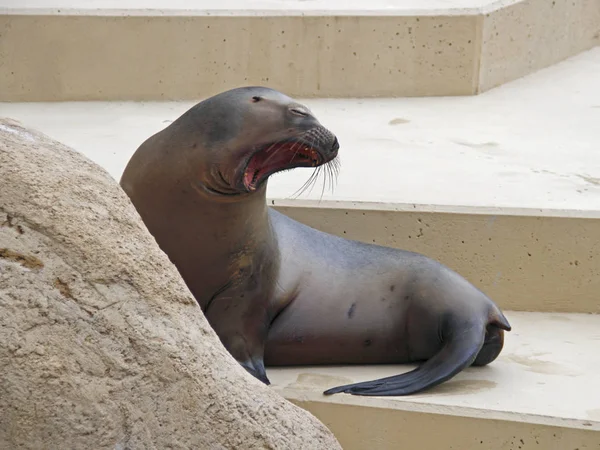 Cute Sea Lion Sea Animal — Stock Photo, Image