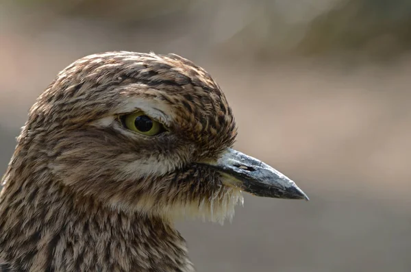 Portrait Kaptriel Dans Nature Sauvage — Photo