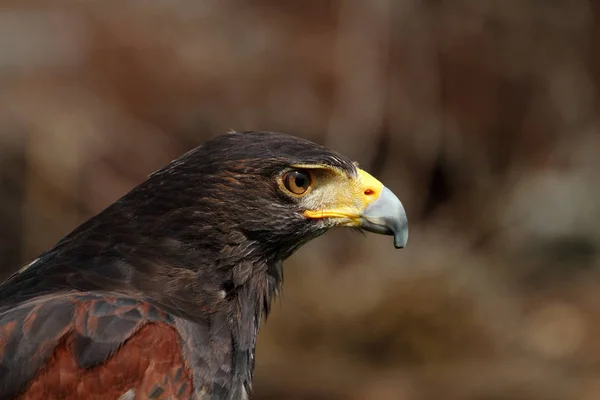 Vista Panorâmica Majestoso Predador Buzzard — Fotografia de Stock