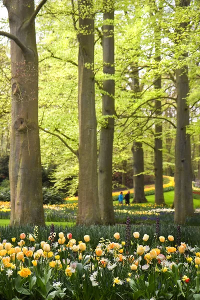 Park Met Tulpen Narcissen Frittilaria Lente Bloemen Onder Oude Beukenbomen — Stockfoto