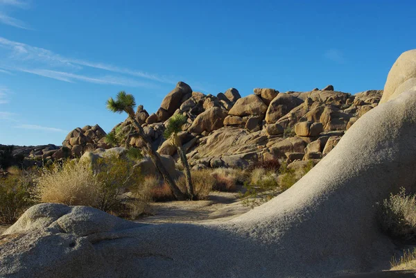 Joshua Tree Parc National Californie — Photo