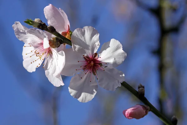 Mandelblomsträd Våren Flora Och Natur — Stockfoto