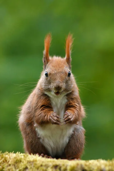 Entzückendes Eichhörnchen Tier Nagetier — Stockfoto