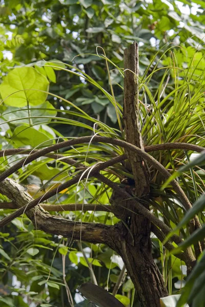 Natural Full Frame Background Flourish Jungle Vegetation — Stock Photo, Image