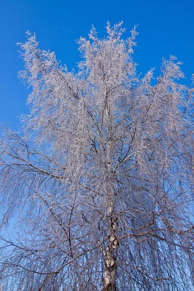 Albero Bianco Congelato Cielo Blu — Foto Stock