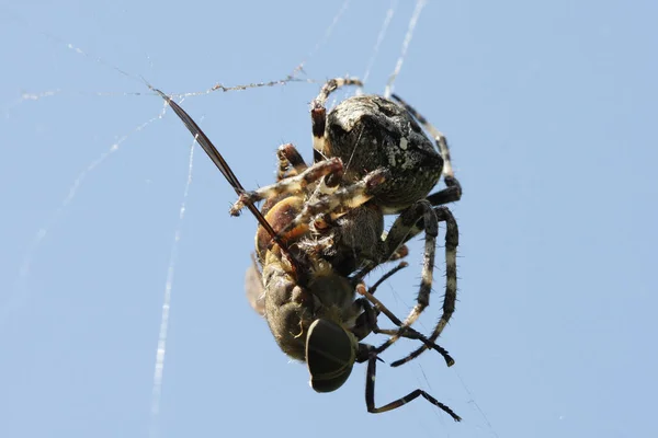 Araña Espeluznante Insecto Aterrador —  Fotos de Stock