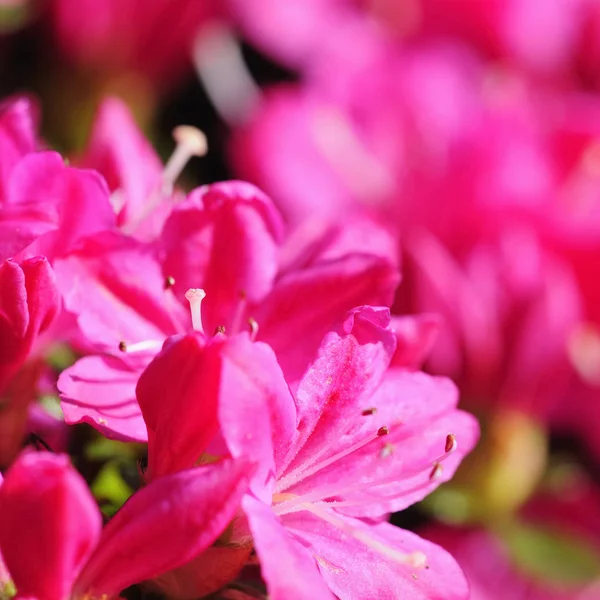 Candela Pétalas Flores Flora — Fotografia de Stock