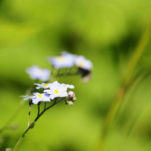 Natursköna Vackra Färgglada Glömma Mig Inte Blomma — Stockfoto