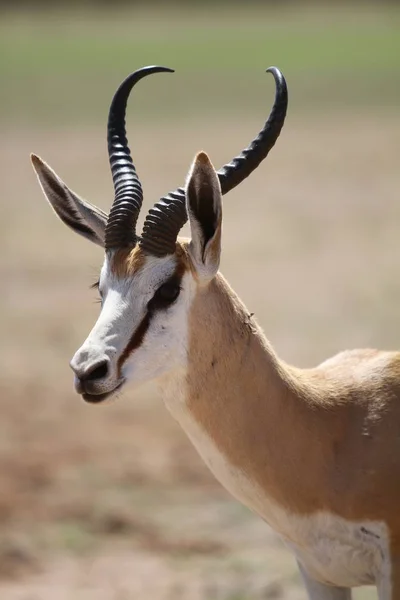 Animal Pezuña Naturaleza Savannah Gazelle — Foto de Stock