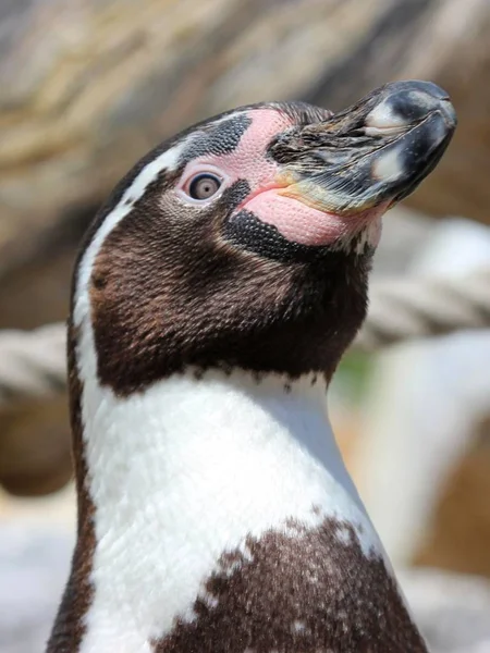 Humboldt Tučňák Zoo Sababurg — Stock fotografie