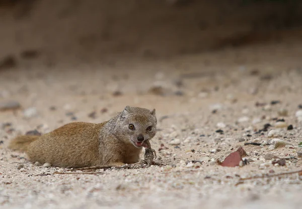 Wild Hagedis Dier Reptiel — Stockfoto