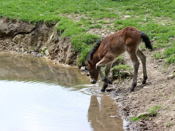 Newborn Exmoor Pony Foal Watering Hole — Stock Photo, Image