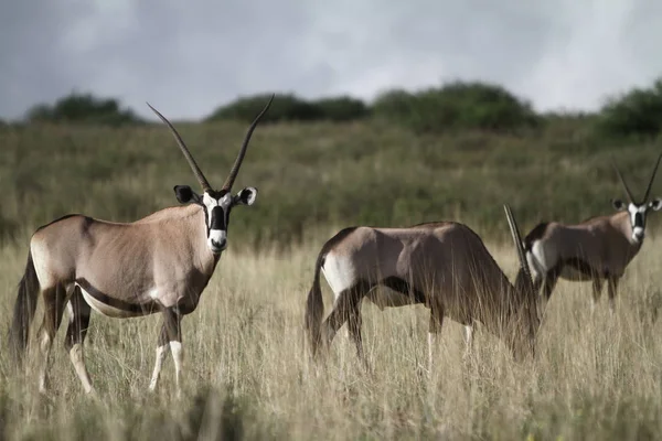 Dzikie Zwierzę Oryx Antelope Przyroda — Zdjęcie stockowe