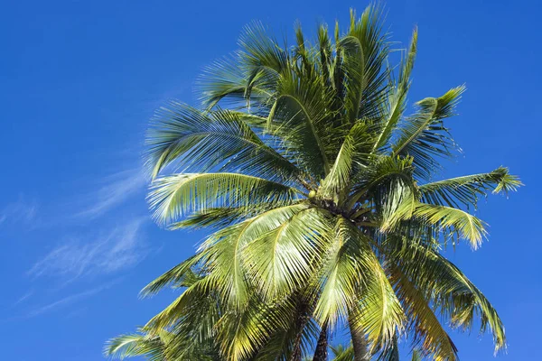 Вершина Пальмы Фоне Голубого Неба — стоковое фото