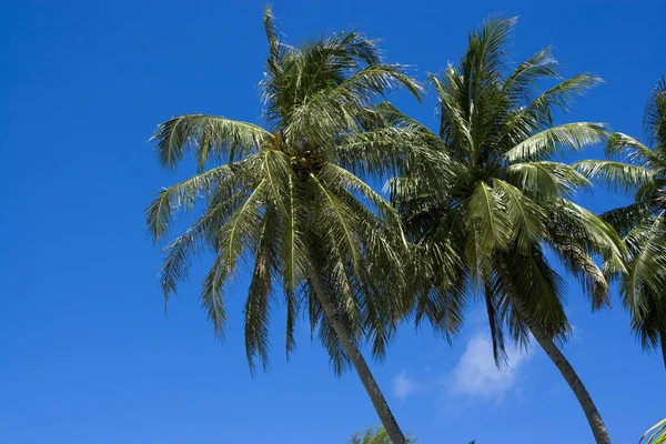 Mavi Gökyüzünün Arka Planındaki Hindistan Cevizi Palmiyelerinin Tepesi — Stok fotoğraf