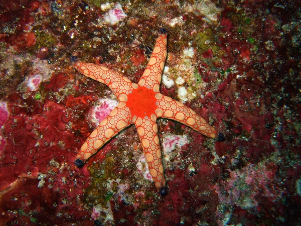 Vermelho Estrelado Close Similan Ilhas — Fotografia de Stock