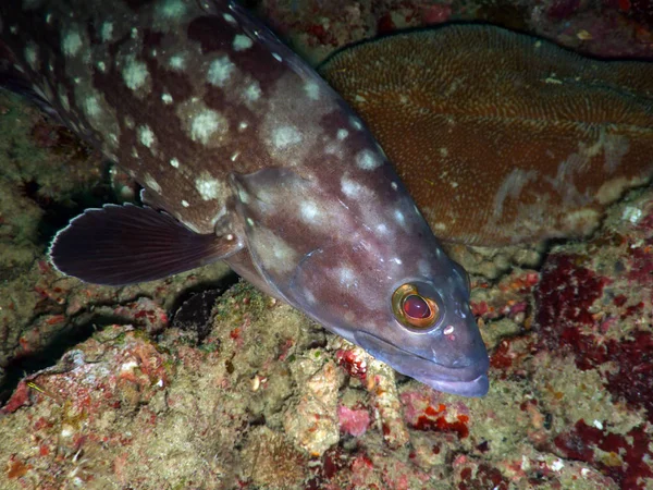 Tropik Balıklar Andaman Denizi Similan Adaları — Stok fotoğraf