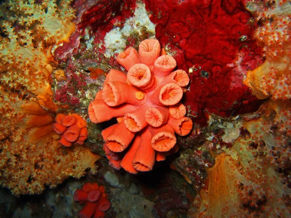 Kırmızı Yumuşak Mercan Similan Adaları — Stok fotoğraf