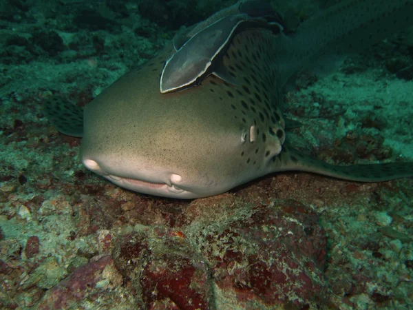 Eksenli Leopar Köpekbalığı Similan Adaları — Stok fotoğraf