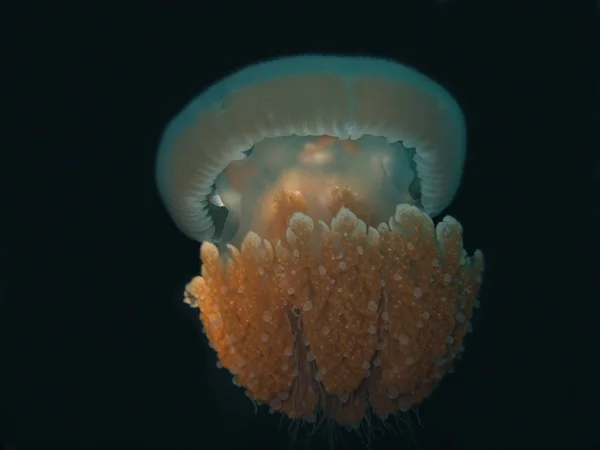 Медузы Море Водой Морская Жизнь — стоковое фото