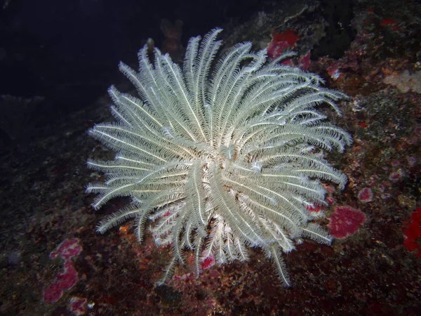 White Sea Lily Close Similan Islands — Stock Photo, Image