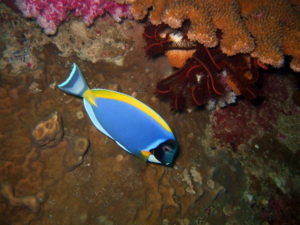 Peixe Tropical Azul Lírio Marinho Similares Ilhas — Fotografia de Stock