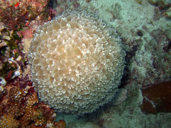 Bubble Anemone Similan Island Andaman Sea — Stock Photo, Image