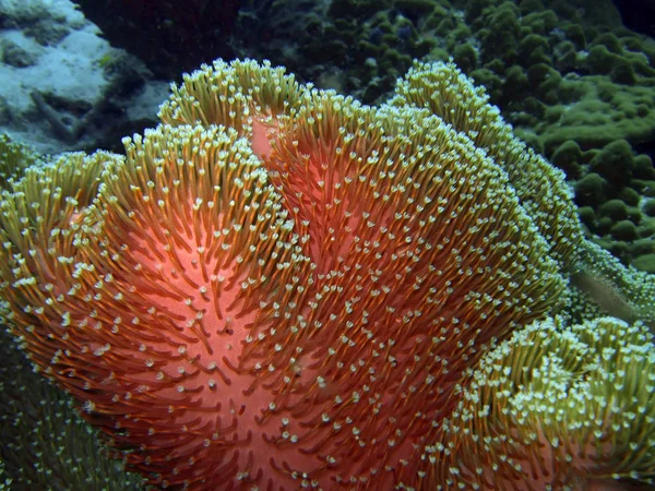 Soft Coral Similan Island Andaman Sea — Stock Photo, Image